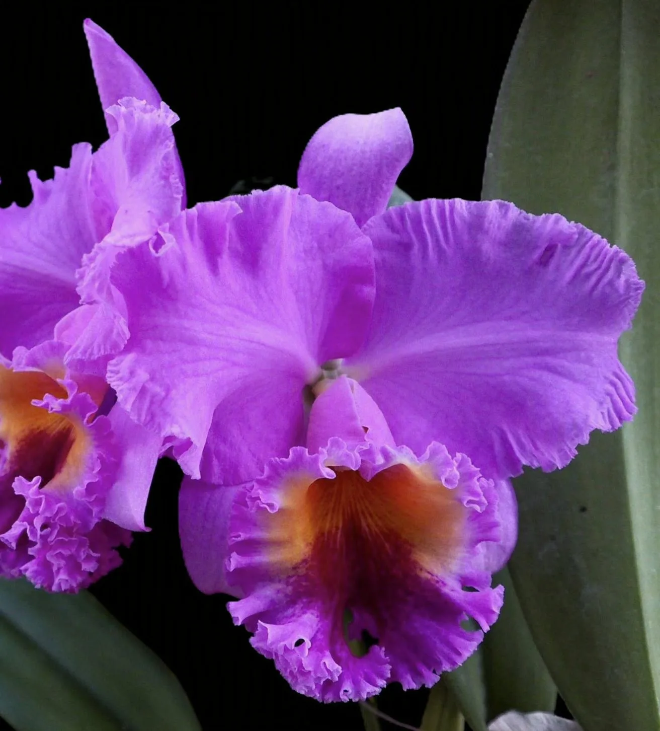 Cattleya Nij Fourty four