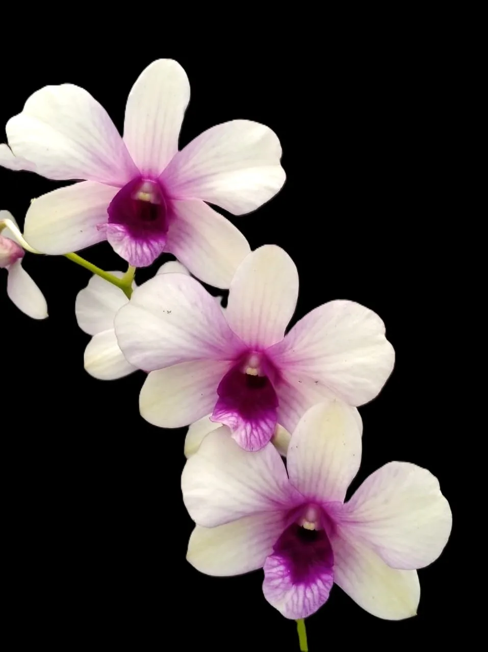 Dendrobium Bengbom rainbow