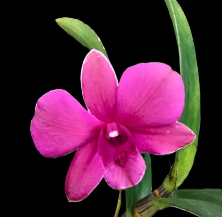 Dendrobium More red X berthachong