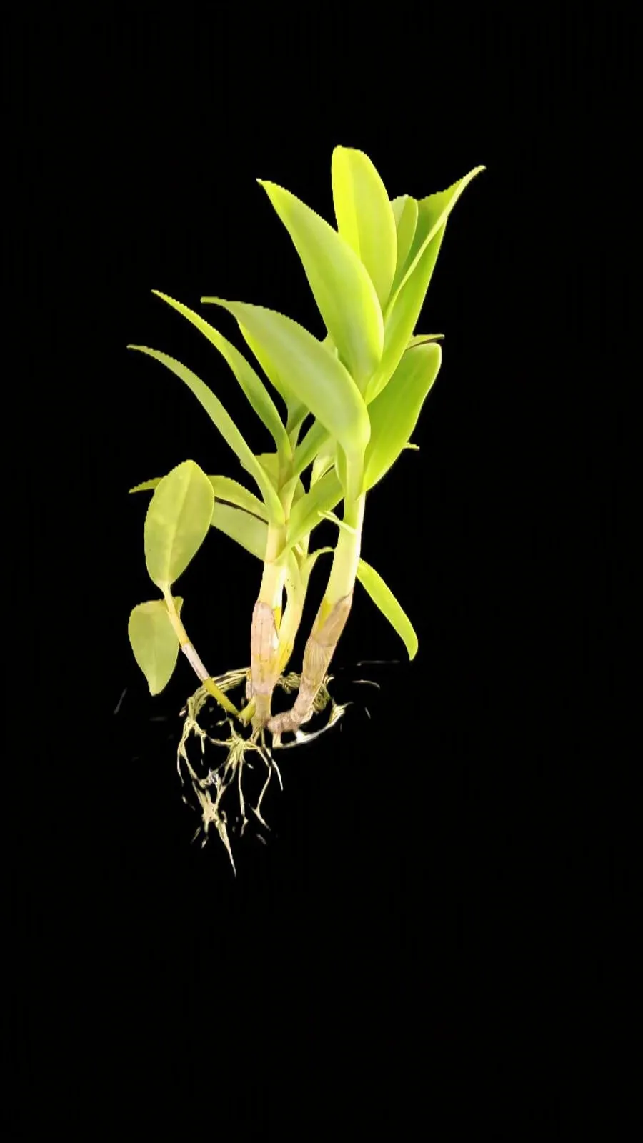 Dendrobium Areedang green x burana stripe 2