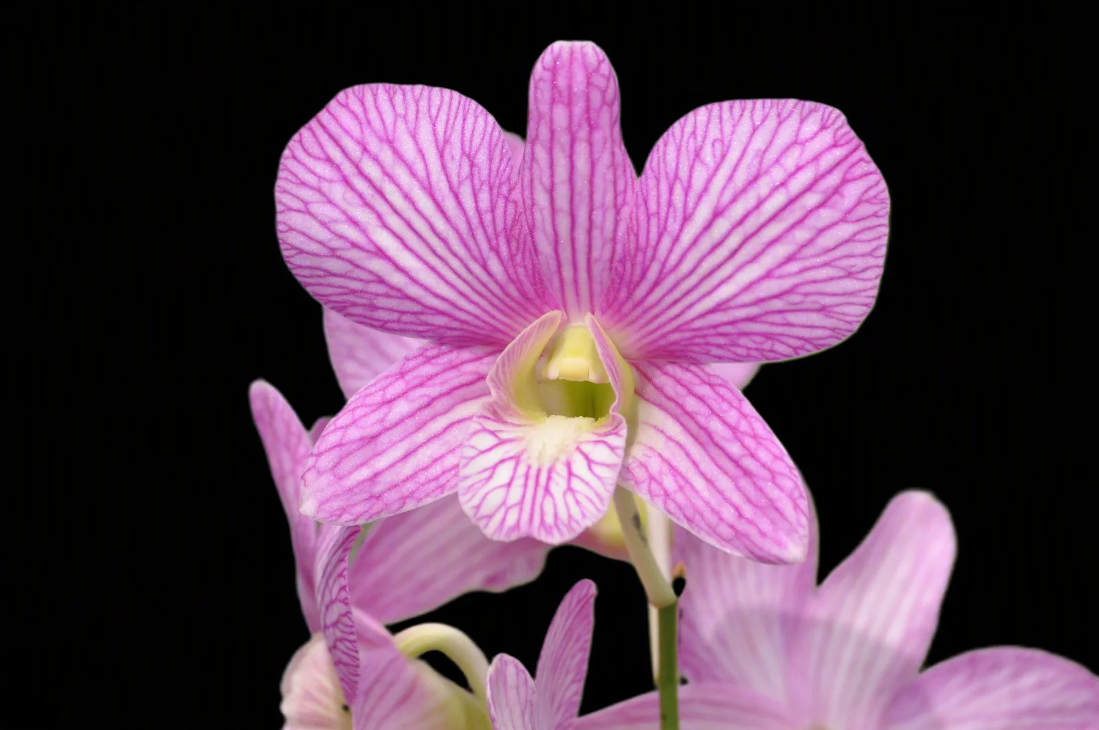 Dendrobium Areedang green x burana stripe