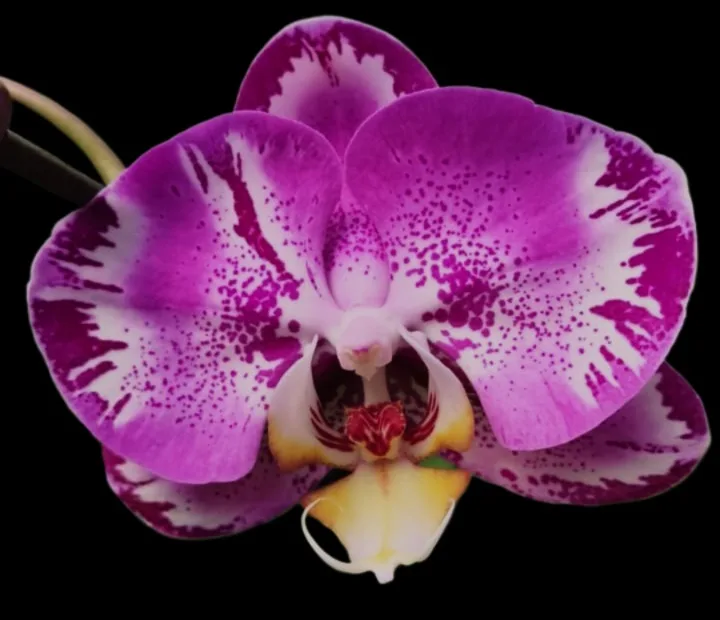 Phalaeno[psis RYN purple mist