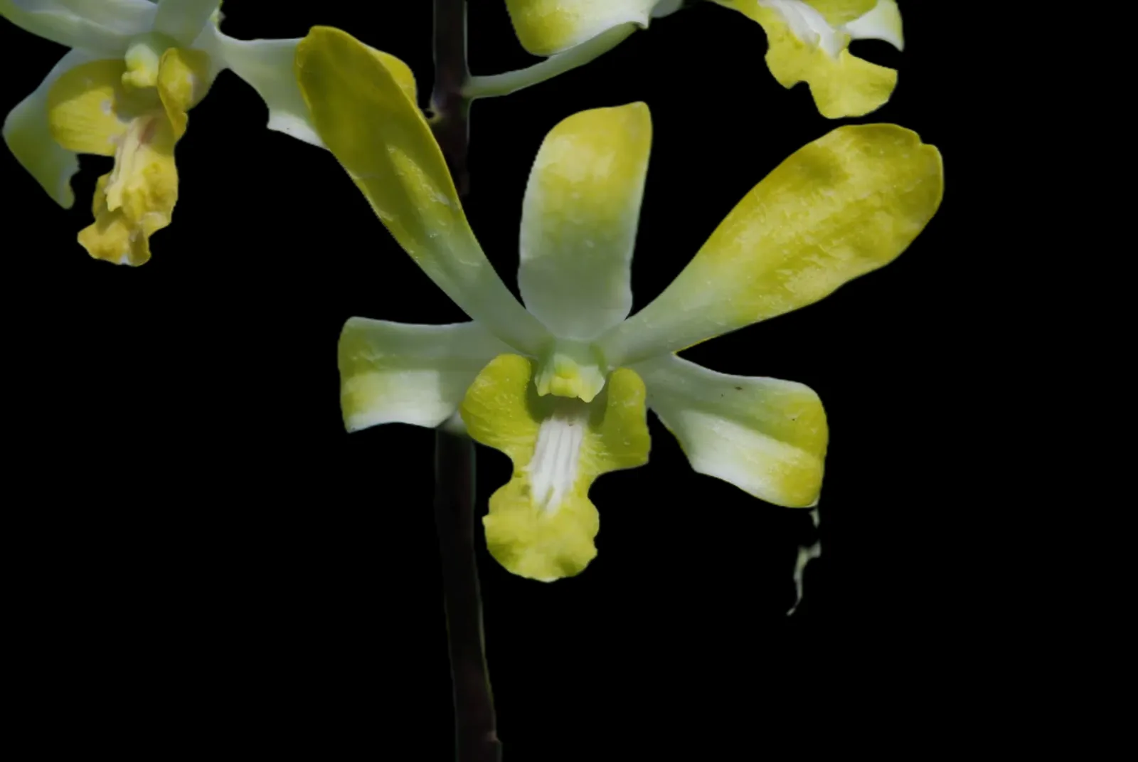 Dendrobium Genting royal