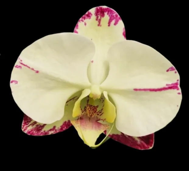 Phalaenopsi RYN Lemon beauty