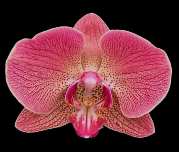 Phalaenopsis Blush Symphony