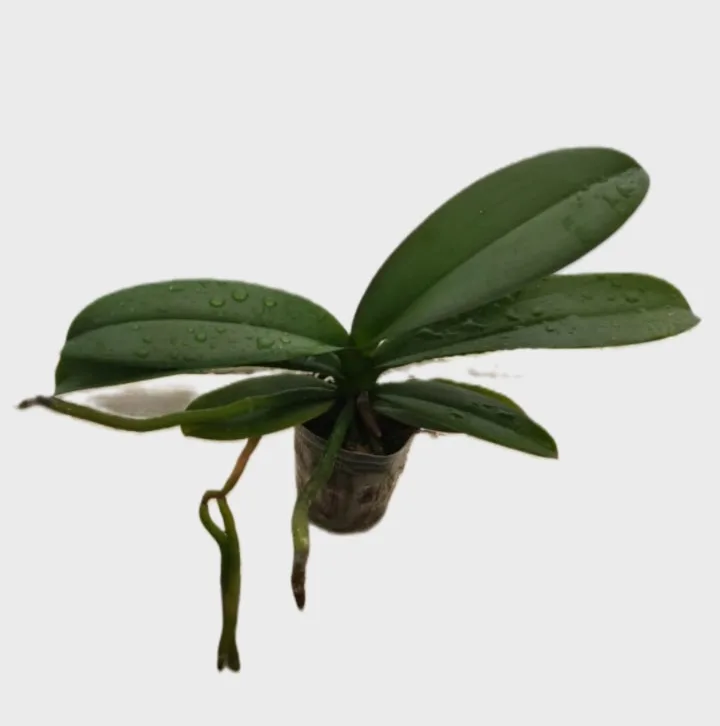 Phalaenopsis Coral 2