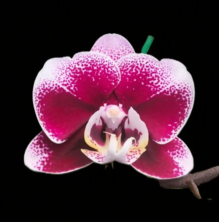 Phalaenopsis Coral
