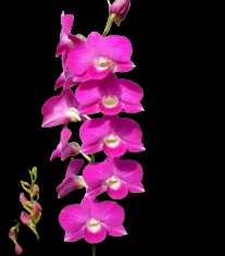 Dendrobium Burana beauty stripe