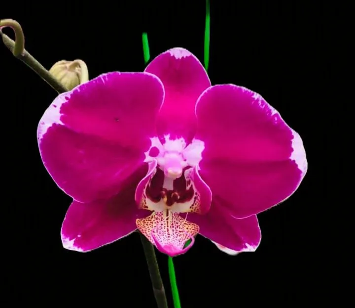 Phalaenopsis Ryn Smilie