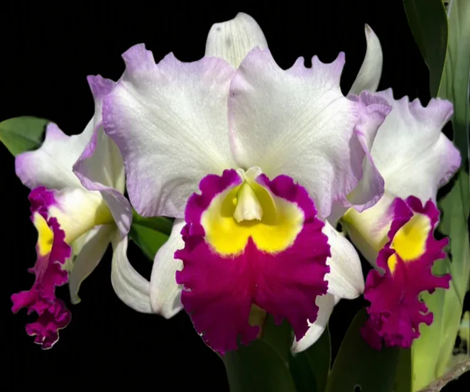 Cattleya Ann Joi