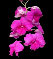 Dendrobioum Sakada beauty