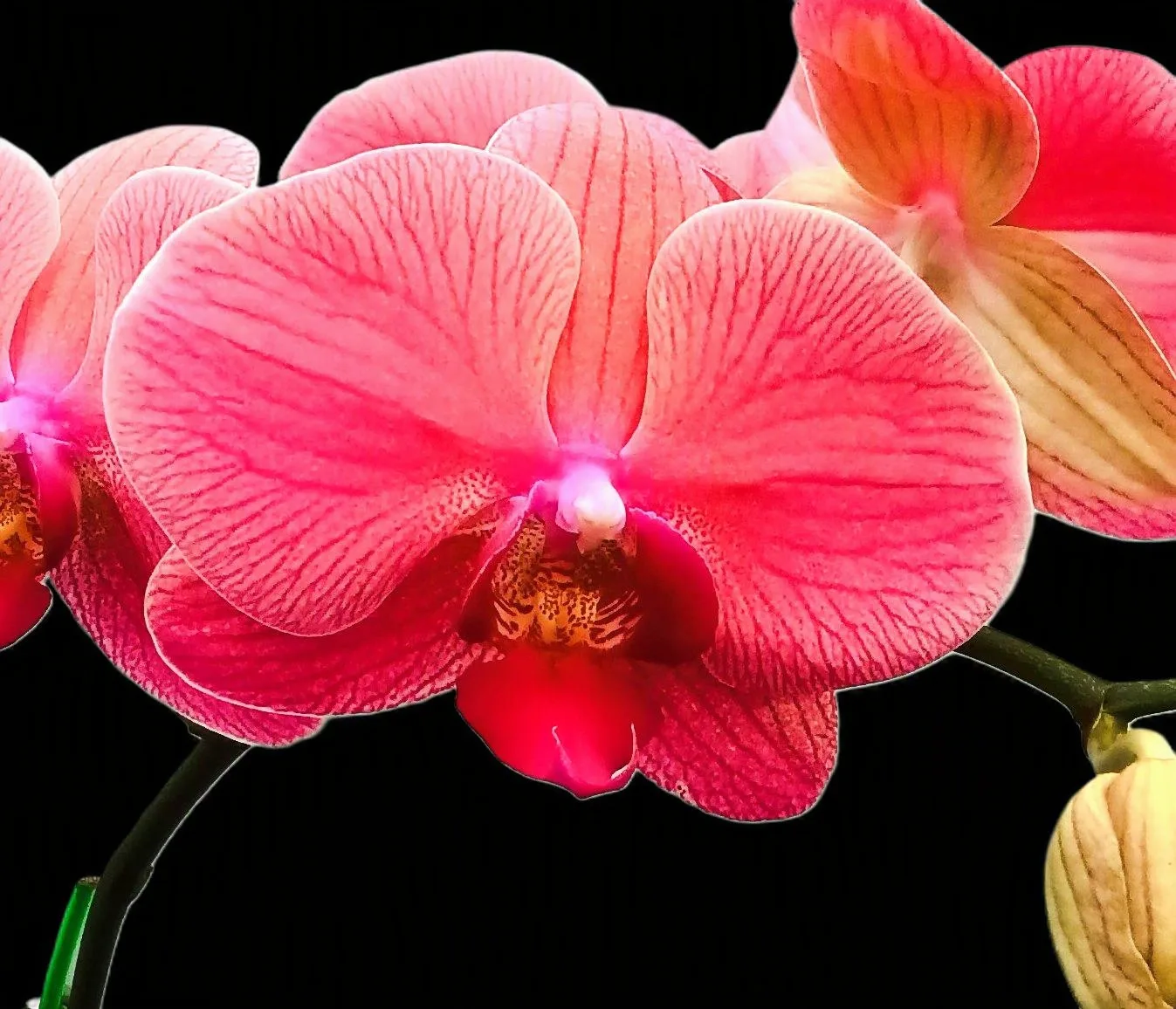Phalaenopsis RYN orange