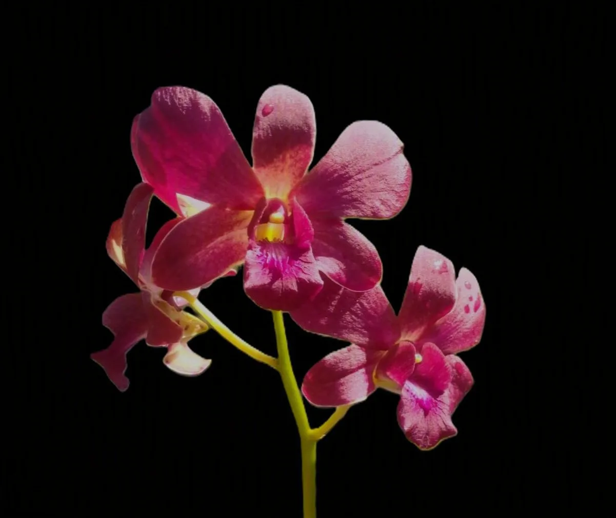 Dendrobioum sambran brown x thongchai gold