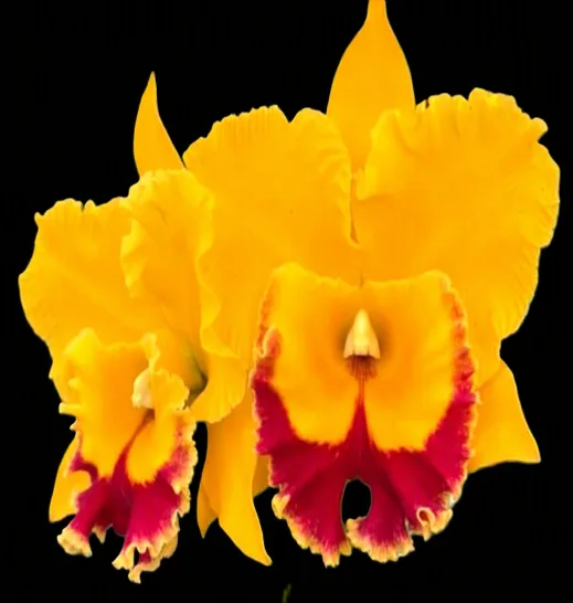 Cattleya Monthatip Gold