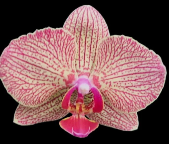 Phalaenopsis Rose Lace