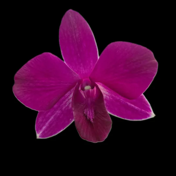 Dendrobium Grand aisa
