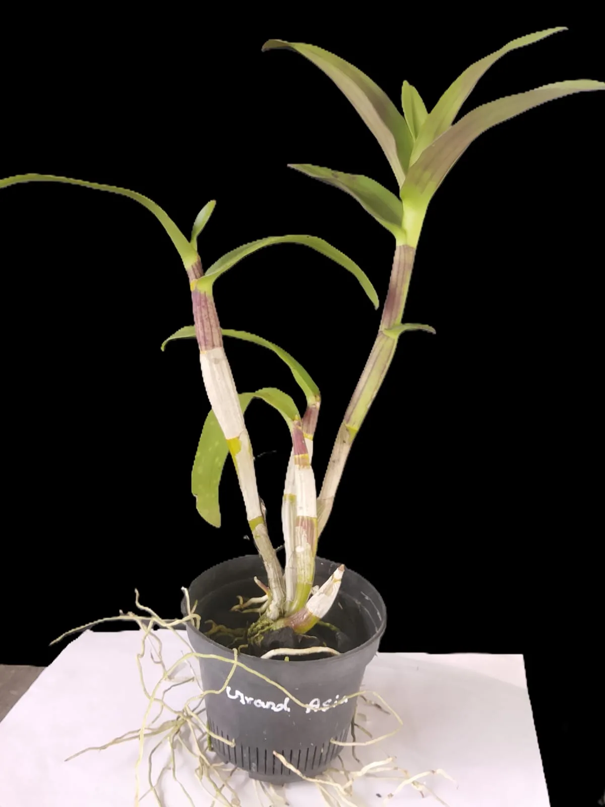 Dendrobium Grand aisa 2
