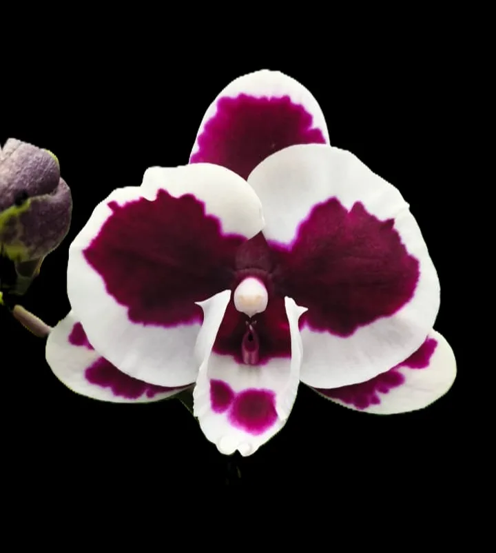 Phalaenopsi Lady Wenyi