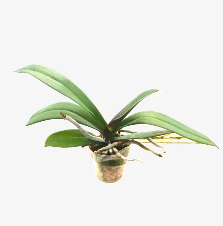 Phalaenopsi Lady Wenyi 2