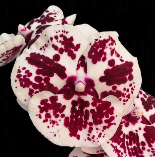 Phalaenopsis Dalmation