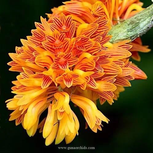 Dendrobium Bullenium