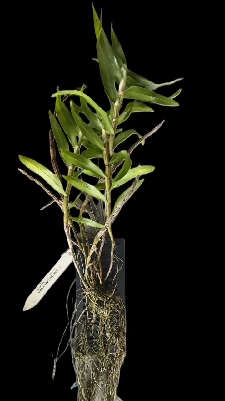 Dendrobium Bullenium 2