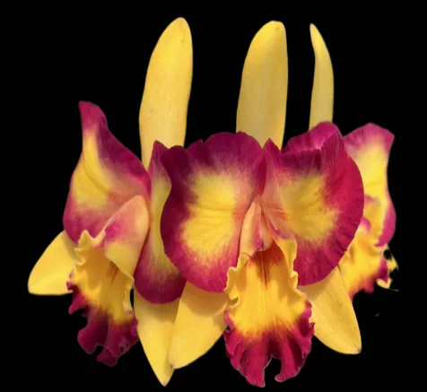 Cattleya Shimshiang Diamond
