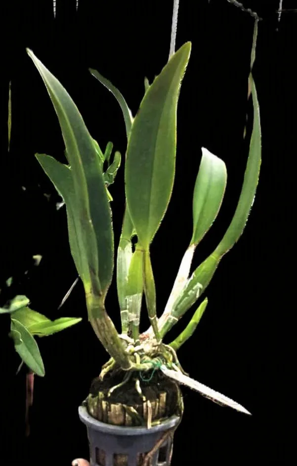 Cattleya Shimshiang Diamond 2