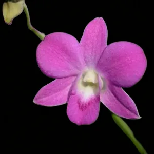 Dendrobium Pink lady