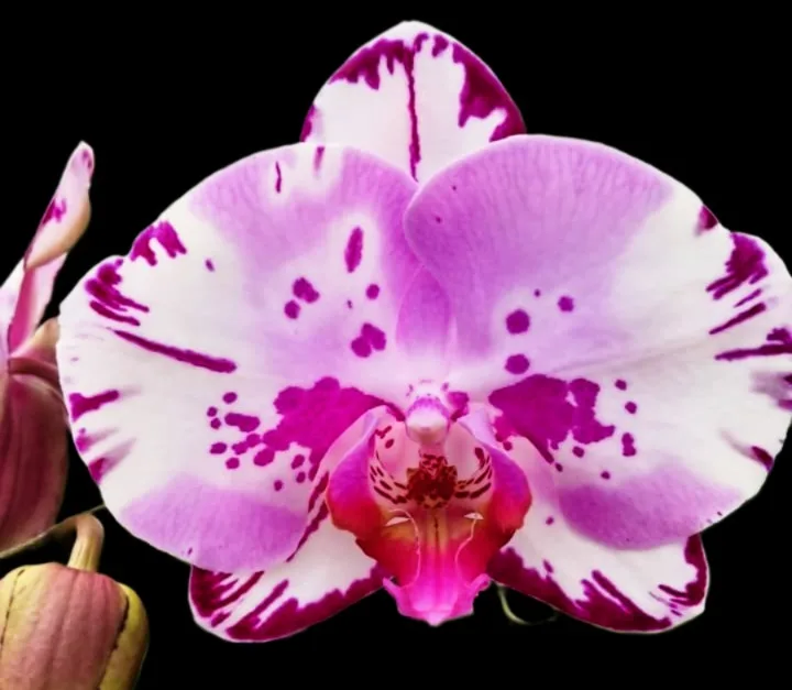 Phalaenopsi Purple Confetti