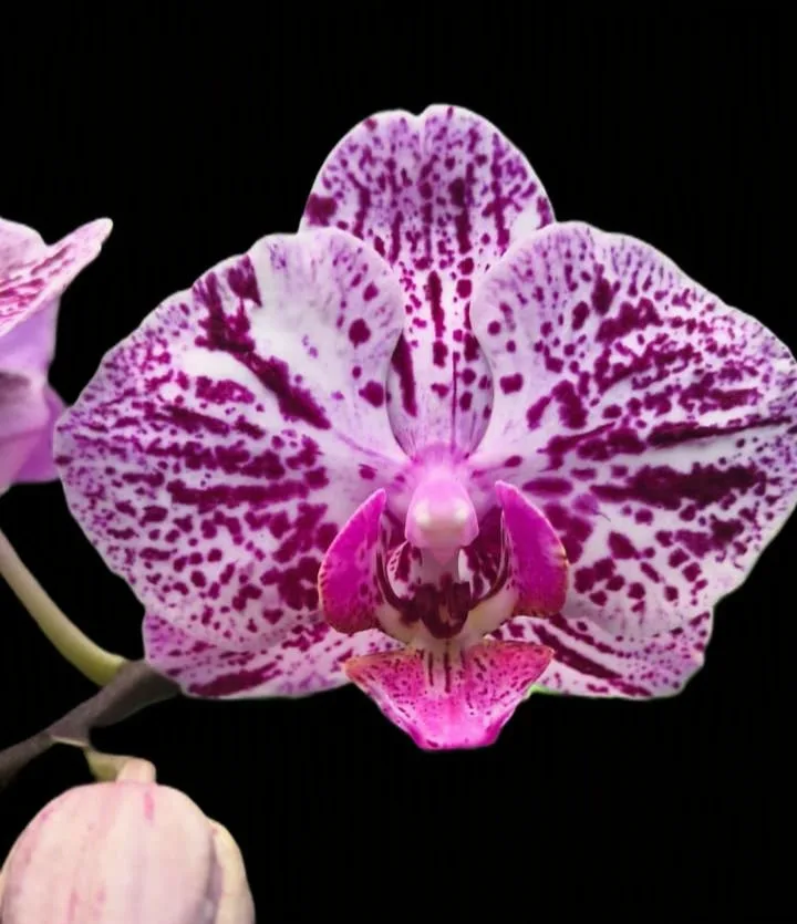 Phalaenopsis Purple fire work