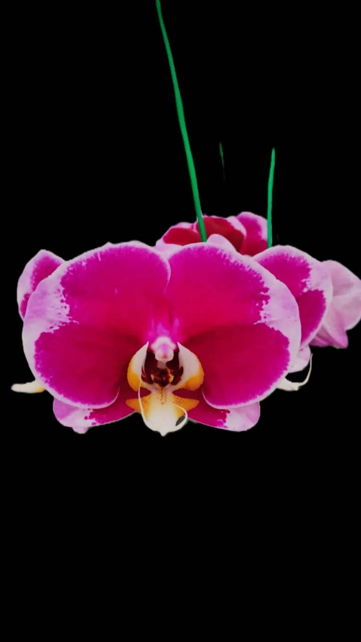 Phalaenopsis Ryn yellow lip