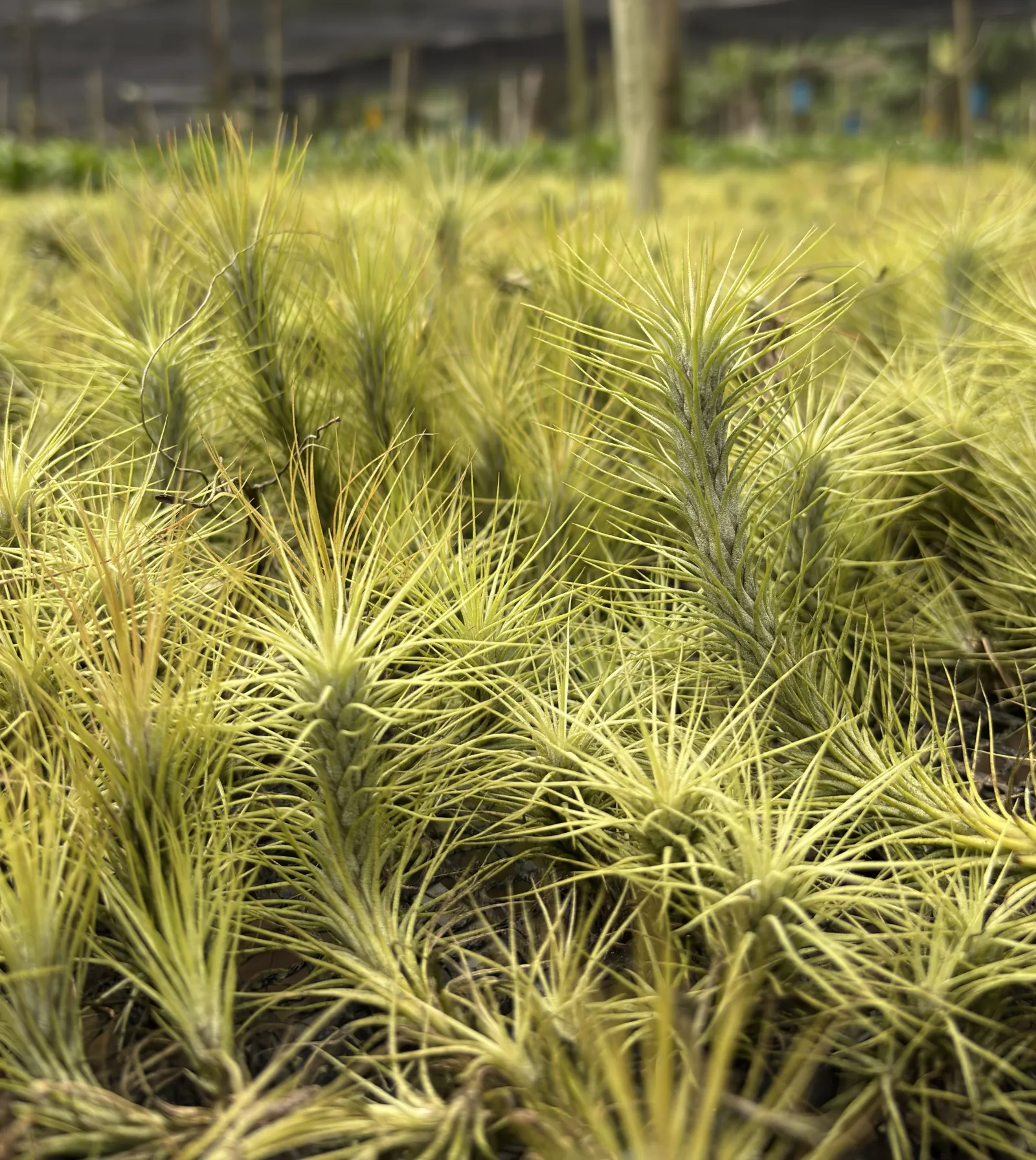 General Plants