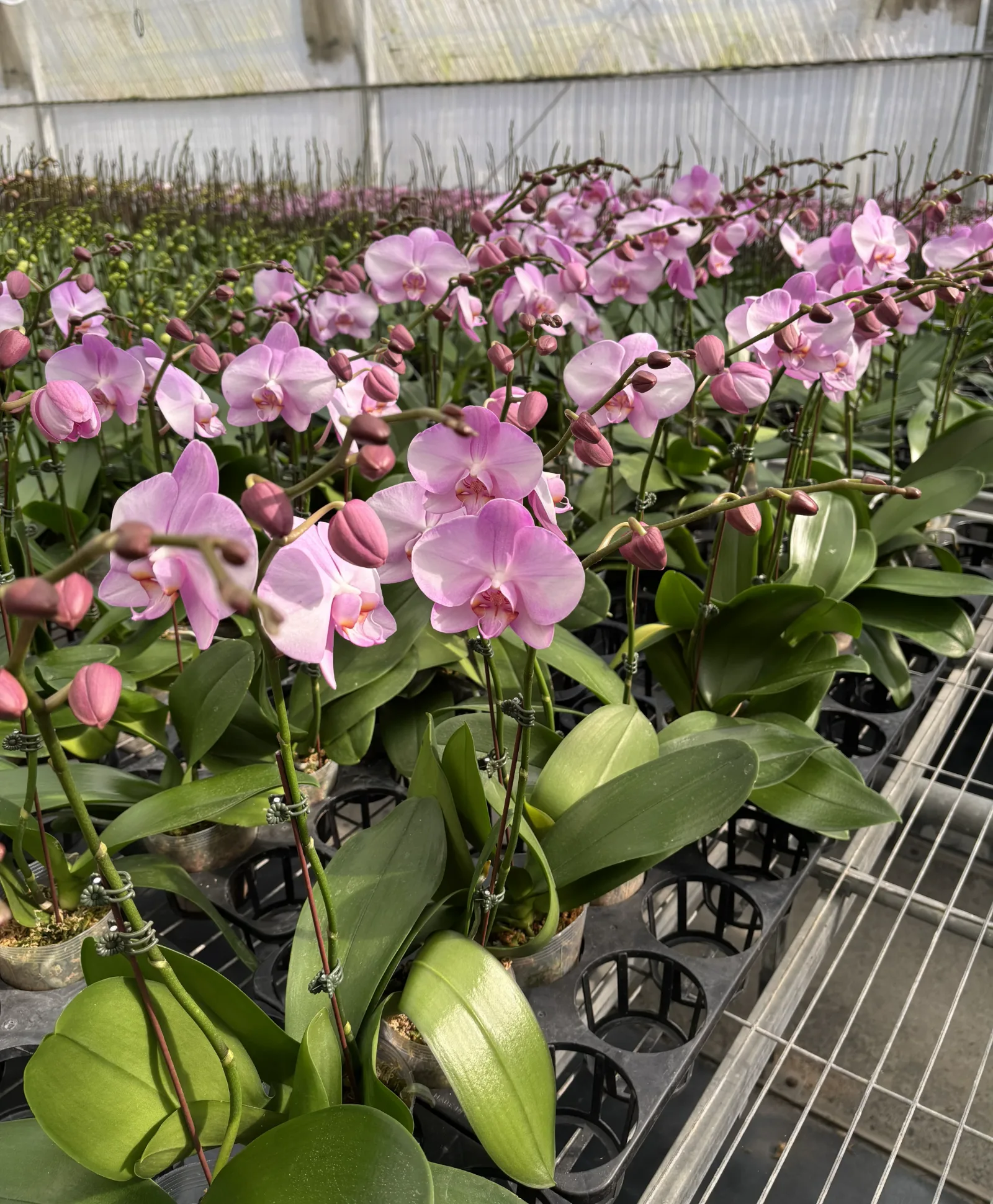 Blooming pink orchids from Rynco Orchids