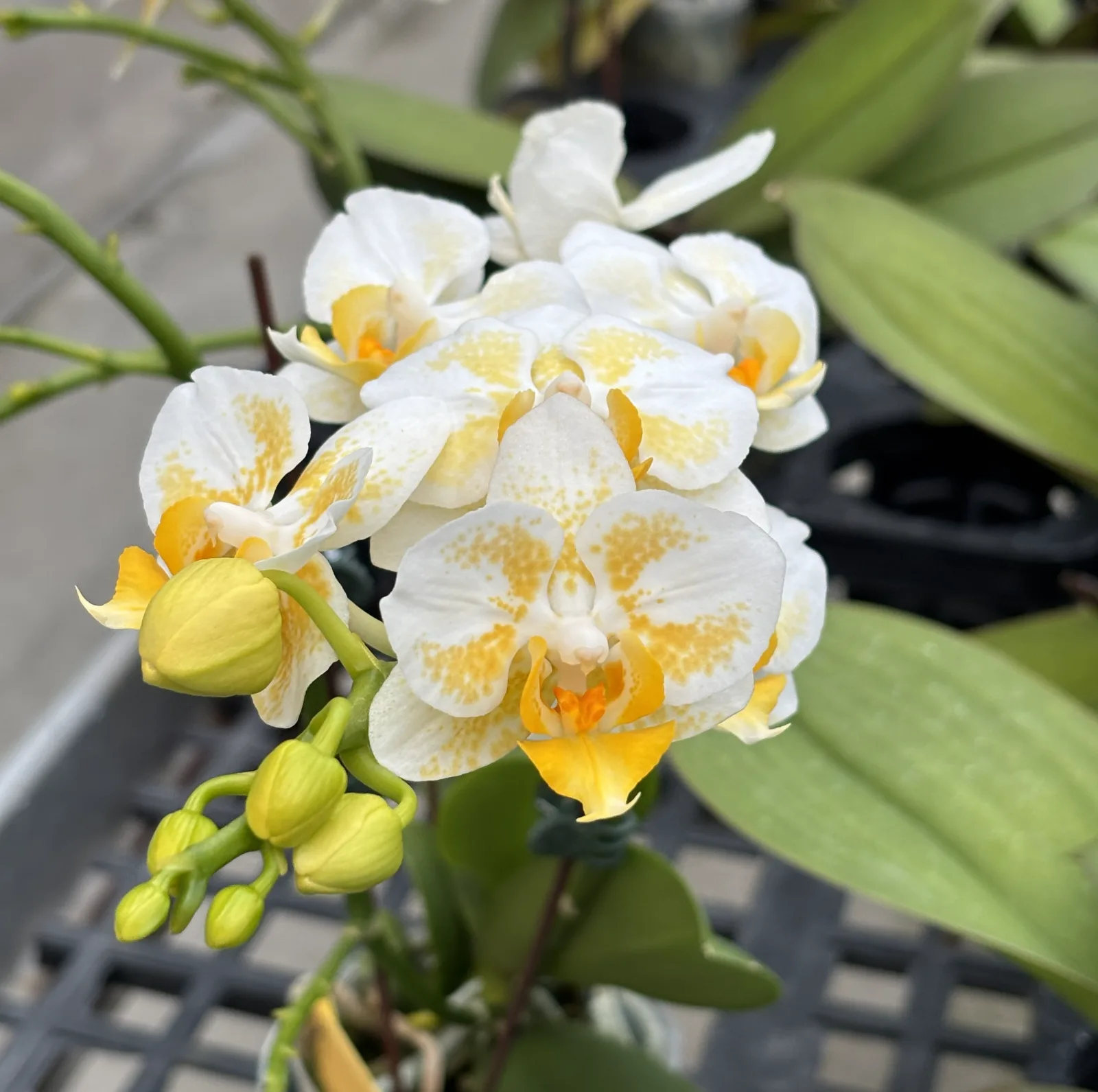 Magenta orchids growing under greenhouse cover