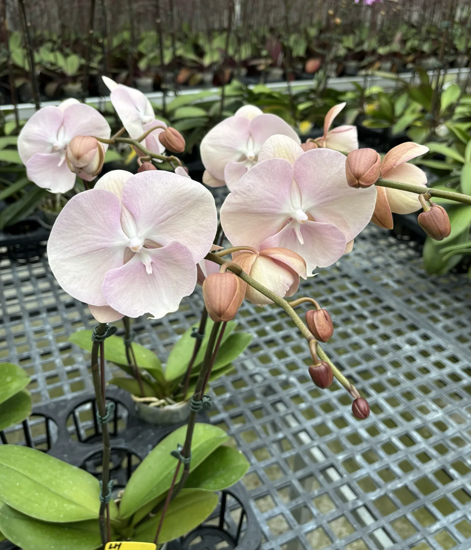 Healthy orchid foliage in nursery pots