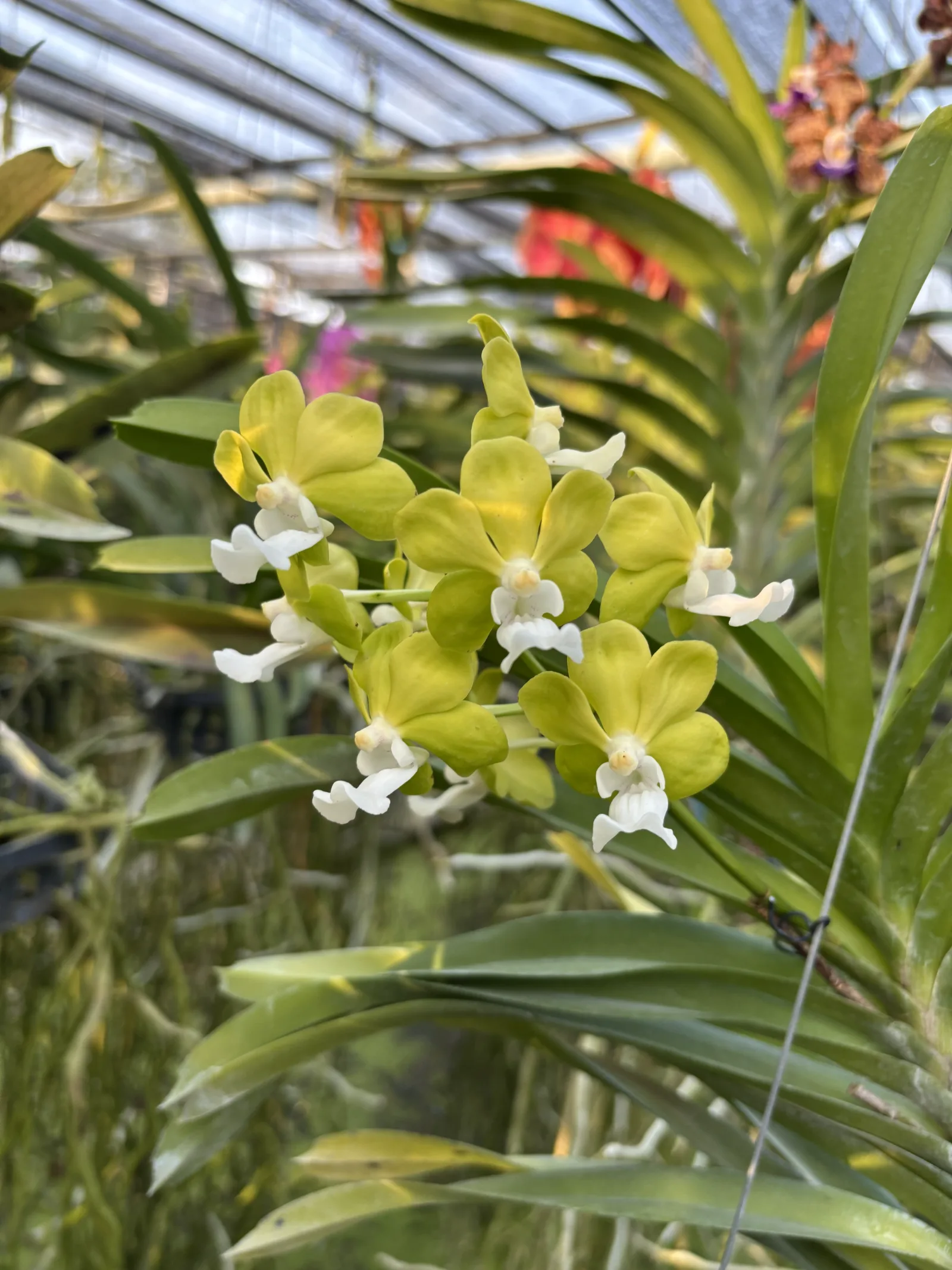 Vanda Bloomings