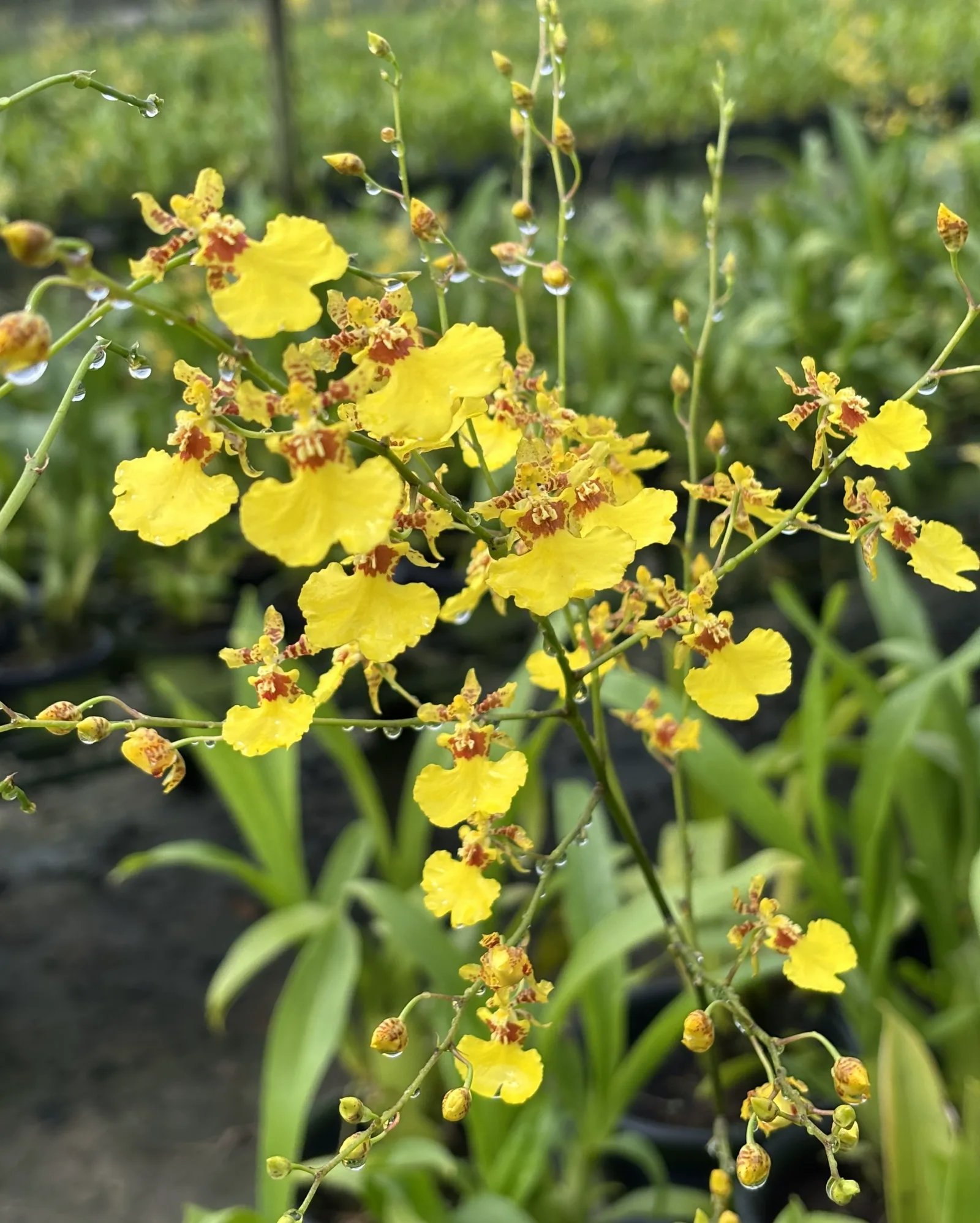 Oncidium Bloomings